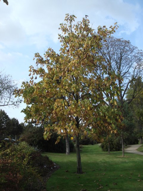 Firmiana simplex automne